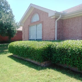 Bush Trimming by Omnipresent Services LLC reviewed on August 18, 2025