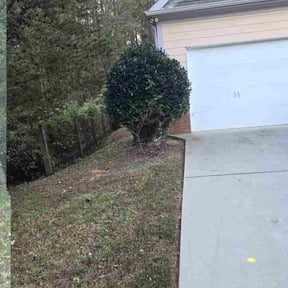 Bush Trimming by Clark and son lawn care reviewed on November 22, 2025