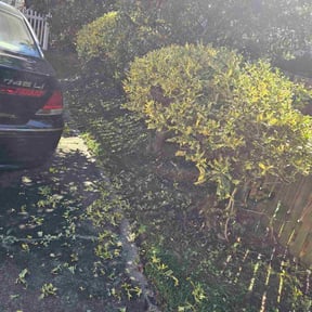 Bush Trimming by Green Oasis Lawn Care reviewed on April 10, 2024