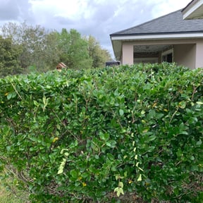 Bush Trimming by NIC LAWN SERVICES reviewed on August 21, 2025
