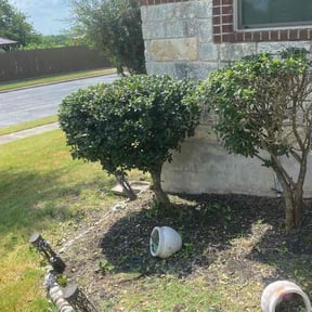 Bush Trimming by Rich Cuts reviewed on November 18, 2025