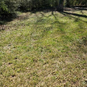 Leaf Removal by Steven Buss reviewed on August 18, 2025