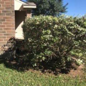 Bush Trimming by Allturf Landscaping reviewed on August 20, 2025