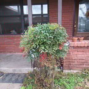 Bush Trimming by Greenman Lawn Services reviewed on August 21, 2025