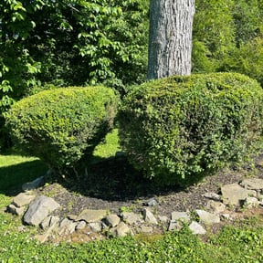 Bush Trimming by Stephenson's Landscaping reviewed on August 19, 2025