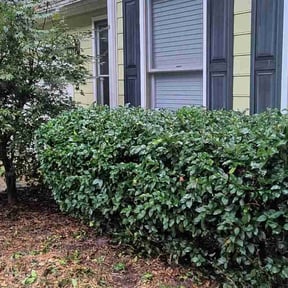 Bush Trimming by Pro Kutz reviewed on August 21, 2025