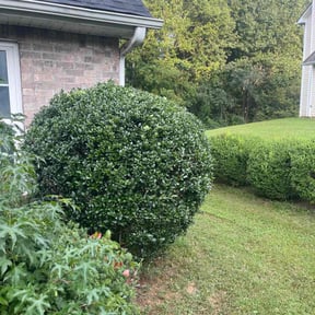 Bush Trimming by Gio Landscaping reviewed on August 20, 2025