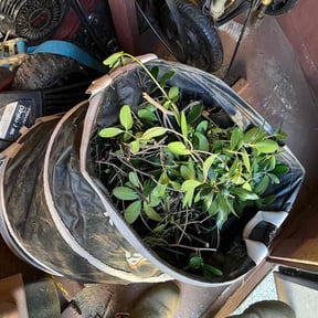 Bush Trimming by Gio Landscaping reviewed on August 17, 2025