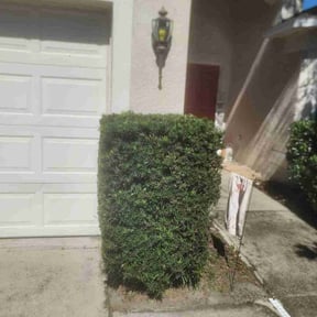 Bush Trimming by N.A.l Landscaping Services reviewed on November 24, 2025