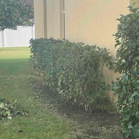 Bush Trimming by Lybarger's lawn care reviewed on December 10, 2025