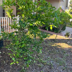 Bush Trimming by Eazy LLC reviewed on March 20, 2026