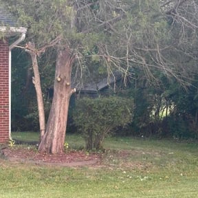 Bush Trimming by Felix Alejos reviewed on November 21, 2025