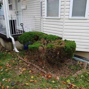 Bush Trimming by EC &amp; Sons Home Improvement reviewed on March 4, 2026