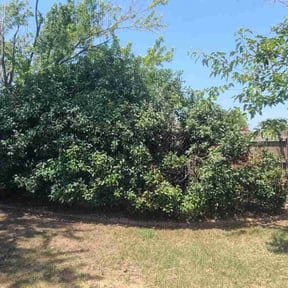 Bush Trimming by Fraire landscaping reviewed on August 20, 2025