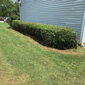 Bush Trimming by DTE Maintenance Llc reviewed on August 16, 2025