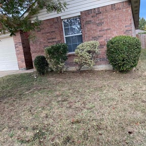 Bush Trimming by Morgan Henry Lawn Care reviewed on January 11, 2023