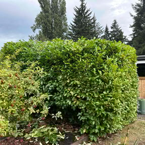 Bush Trimming by Puro Ponle Landscaping reviewed on June 6, 2022