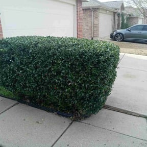Bush Trimming by MVP Services and Lawn care6 reviewed on August 17, 2025