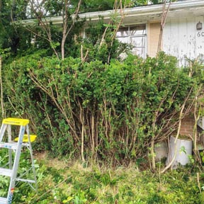 Bush Trimming by Mr. Mower reviewed on August 19, 2025