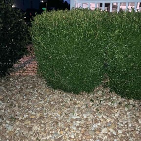 Bush Trimming by Dorman property services reviewed on August 17, 2025