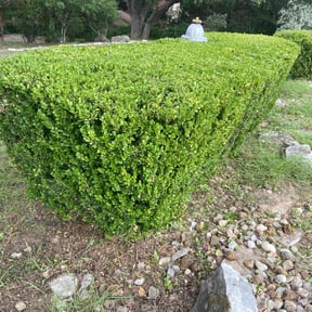 Bush Trimming by Beardall's Lawn Care reviewed on August 20, 2025