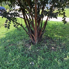 Bush Trimming by Cris Landscaping reviewed on November 21, 2025