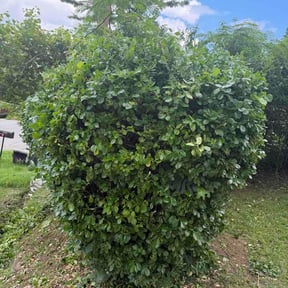 Bush Trimming by Jjecofriendly reviewed on May 30, 2026