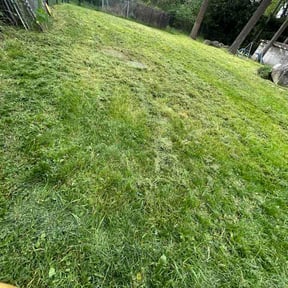 Leaf Removal by Conner Meadows reviewed on May 9, 2026