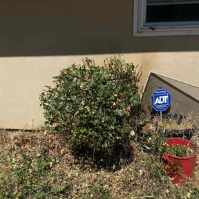 Bush Trimming by 2Clipperz Lawn Care reviewed on August 21, 2025
