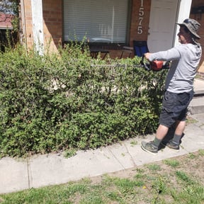 Bush Trimming by Mola Property and Lawn Service reviewed on August 21, 2025