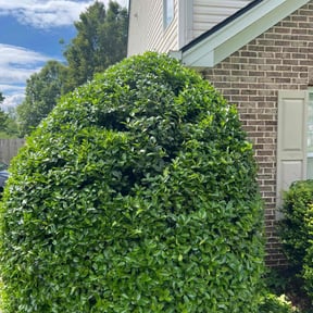 Bush Trimming by Green Cutters reviewed on August 16, 2025