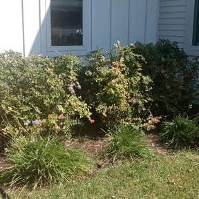 Bush Trimming by GRASS EFX LAWN CARE reviewed on August 16, 2025