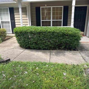 Bush Trimming by Pine Forest Lawn Care reviewed on November 18, 2025