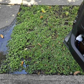 Flower Bed Weeding by Grass Care By the Beach reviewed on August 20, 2025