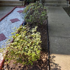 Bush Trimming by Acheys landscaping LLC reviewed on August 15, 2025