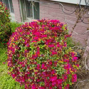 Bush Trimming by Pellot Ayala Landscaping Inc reviewed on August 16, 2025