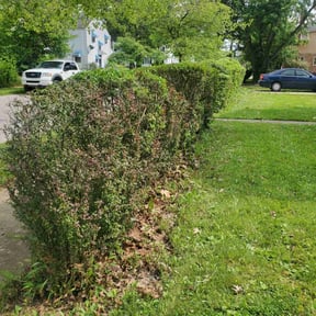 Bush Trimming by Greenway services reviewed on August 18, 2025