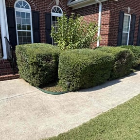 Bush Trimming by Grutas Lawn Care OGS LLC reviewed on March 19, 2024