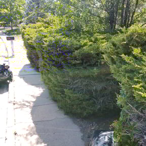 Bush Trimming by A Step Above Lawn Care LLC reviewed on August 20, 2025
