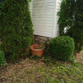 Bush Trimming by AMIR landscape and resources reviewed on August 19, 2025
