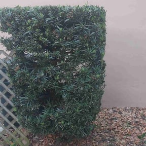 Bush Trimming by Growpro reviewed on August 15, 2025