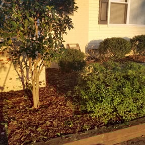 Bush Trimming by AJ Lawn Services reviewed on August 17, 2025