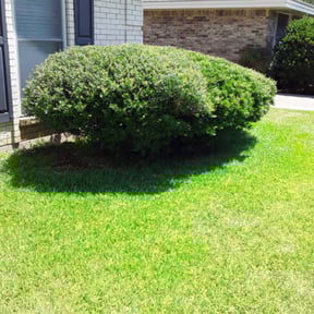 Bush Trimming by Mann & Shelton Enterprises reviewed on August 16, 2025