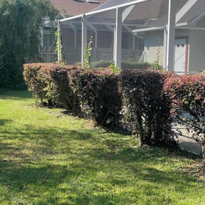 Bush Trimming by Commerce Development Partnership LLC reviewed on August 17, 2025