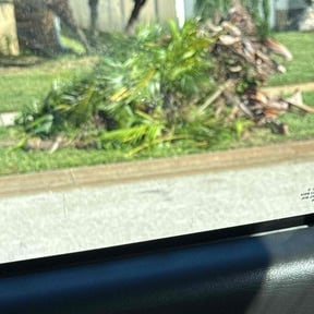 Bush Trimming by Sos Laborers: Property Management Services reviewed on November 22, 2025