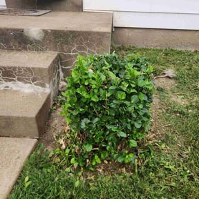 Bush Trimming by 3GUYSLAWNCARE reviewed on August 17, 2025