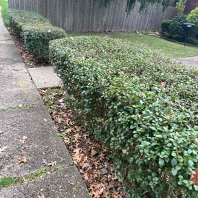 Bush Trimming by Lawnteck reviewed on October 22, 2025