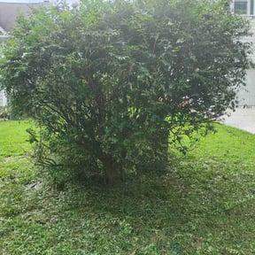 Bush Trimming by Get mowed reviewed on August 17, 2025