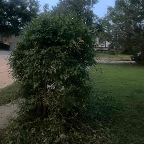 Bush Trimming by Harry&#039;s Champion Landscaping reviewed on October 20, 2025