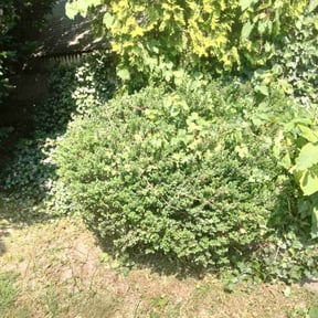 Bush Trimming by Bbth reviewed on August 18, 2025